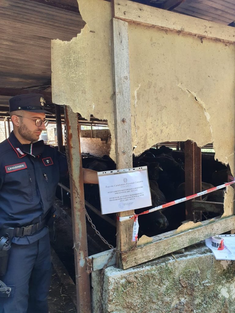 Azienda zootecnica di Palomonte riversa illecitamente i reflui in un terreno. Denunciato il titolare