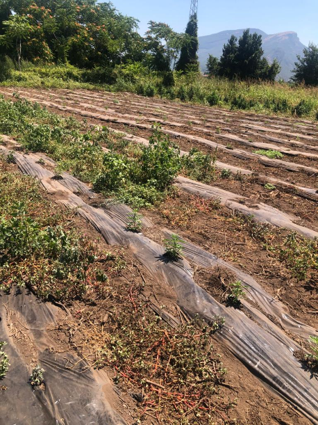 piantagione marijuana capaccio 29 luglio 2020 1