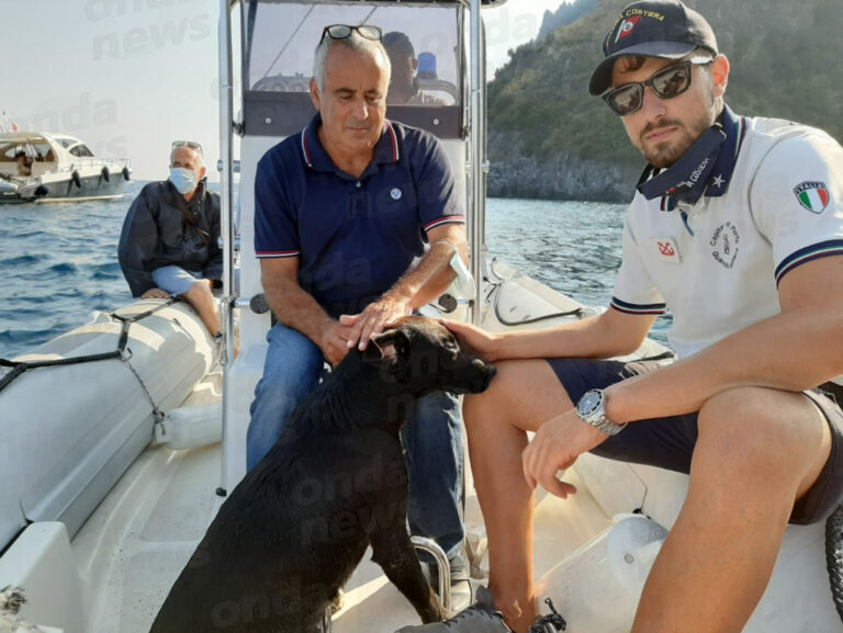 Cane abbandonato sulla spiaggia del Marcellino a Scario. Interviene la Capitaneria di Porto