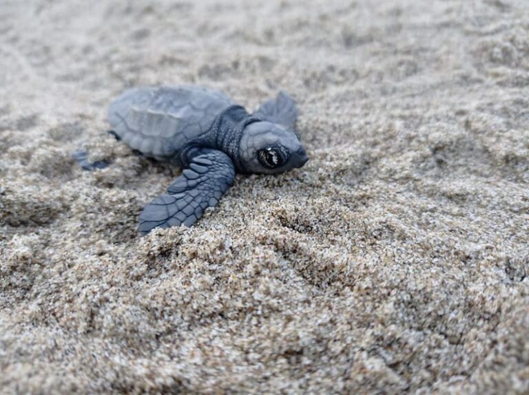 Schiusa di quattro nidi di tartaruga Caretta Caretta nel Cilento. Nati centinaia di piccoli