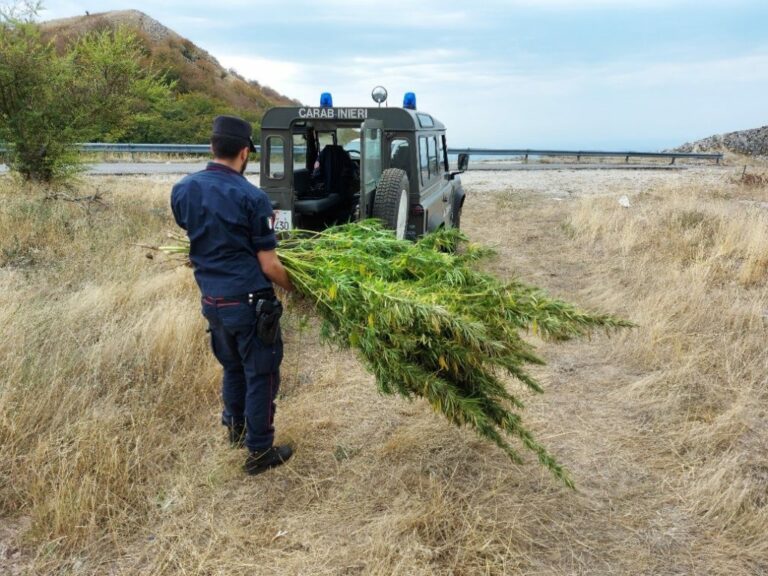 Scoperta piantagione di cannabis a Colliano. Carabinieri Forestali indagano per risalire ai responsabili