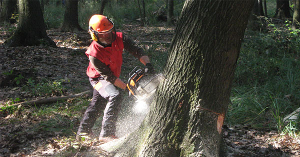 forestazione-taglio-alberi-fb