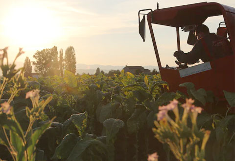 agricoltura-tramonto-ev