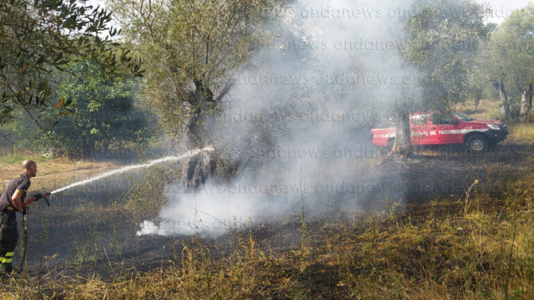 incendio uliveto auletta 3