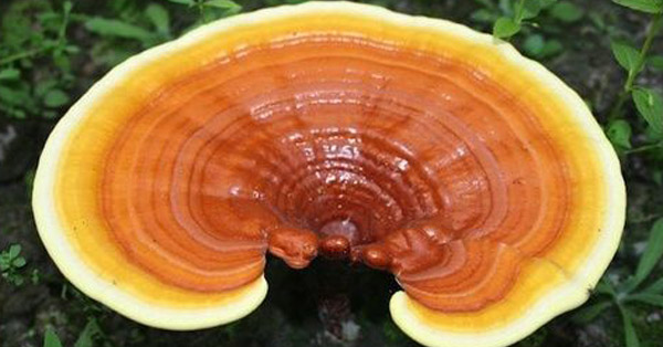 ganoderma-reishi