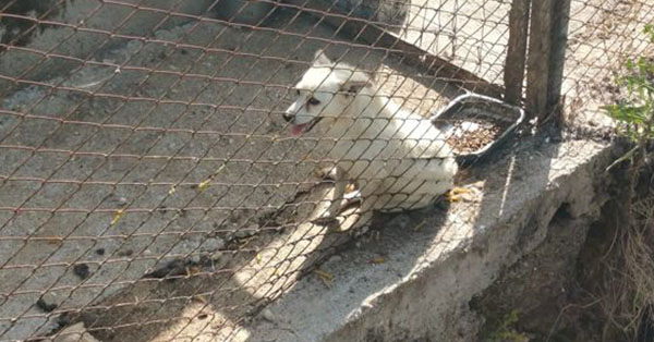 cane guardia ambientale sassano fb