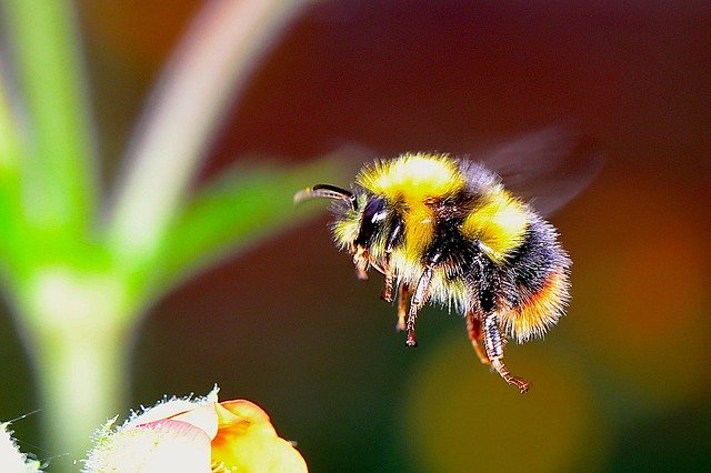 insetti impollinatori