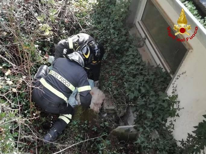 cane caduto in un fossato potenza 1