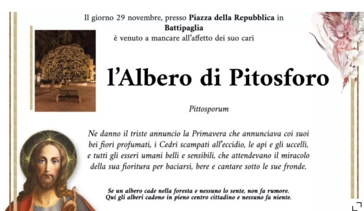 Albero Pitosforo- battipaglia