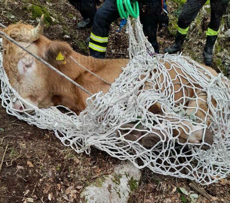 toro salvato a caselle