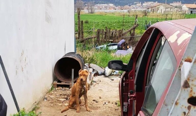 pitbull maltrattato eboli