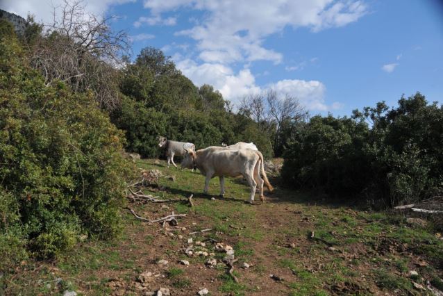 pascolo abusivo sapri 2