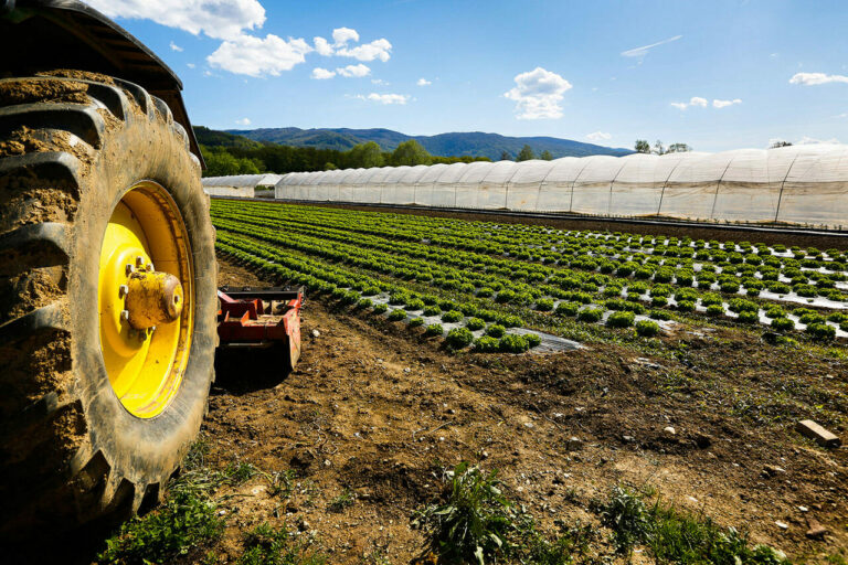 Dal Mise fondi per investimenti innovativi delle imprese agricole. Al via le domande anche in Basilicata