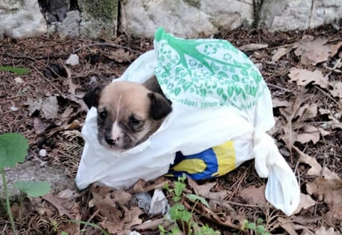 cagnolino abbandonato in busta-hp