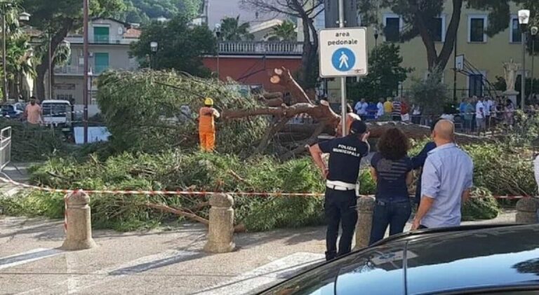 albero caduto davanti ai seggi agropoli