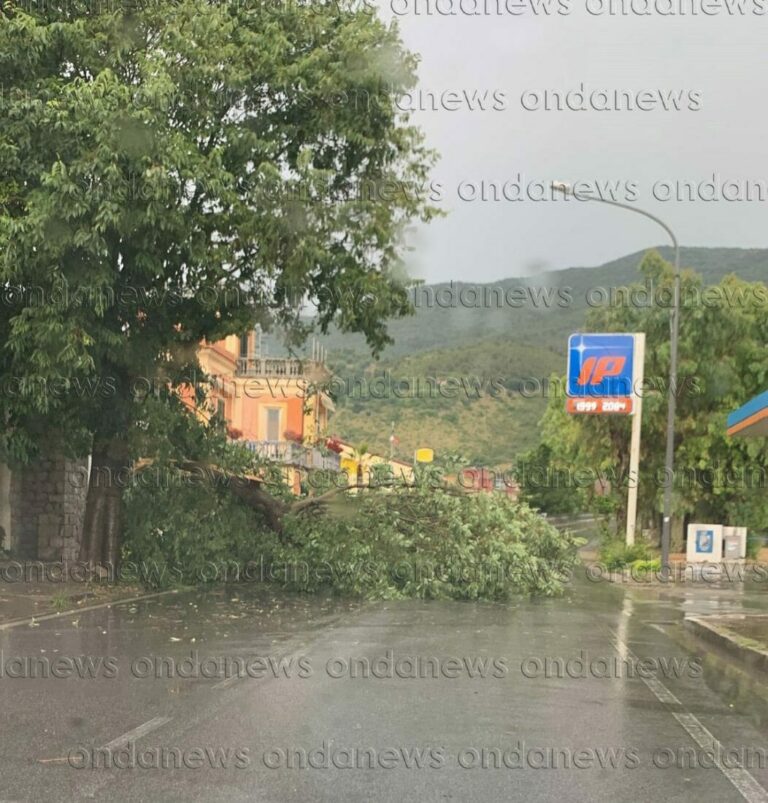 albero caduto sapri in strada