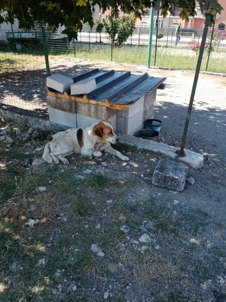 cane alla catena oliveto citra