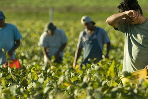 lavori nei campi e caldo