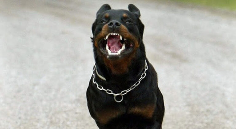 cane_rottweiler_