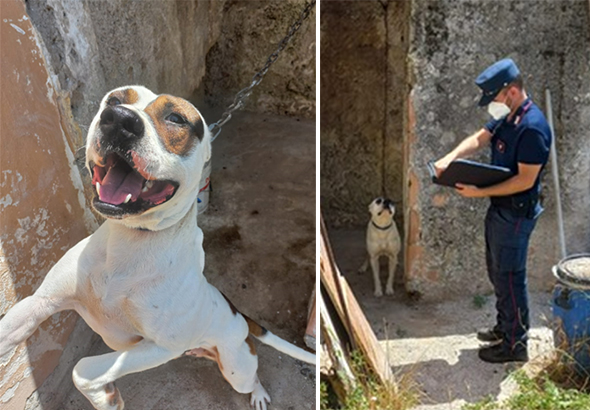 cani maltrattati- battipaglia