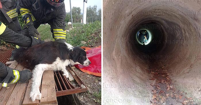 cane auletta vigili del fuoco fb