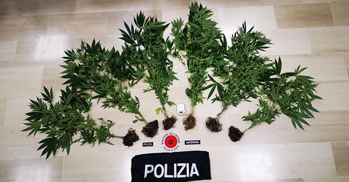 piante cannabis arresto a pignola