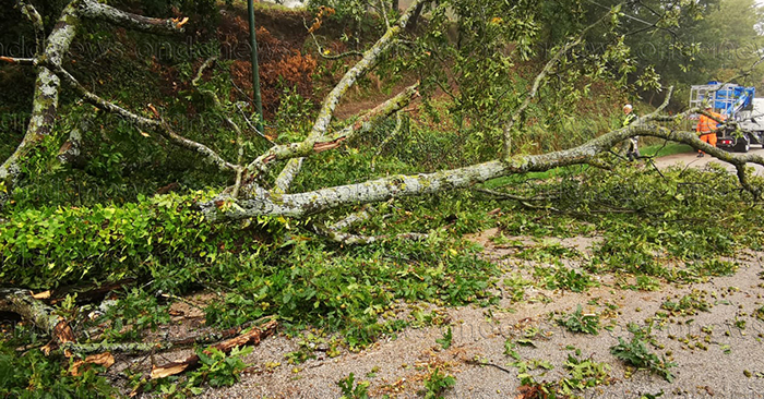 albero caduto teggiano via valle cupa FB