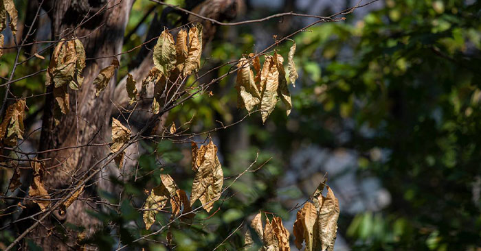 autunno e siccità