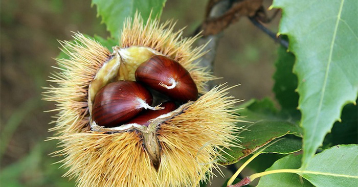 foto generica castagne