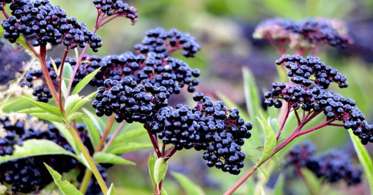 sambucus nigra fb