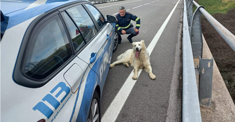 cane salvato dalla polizia di moliterno FB