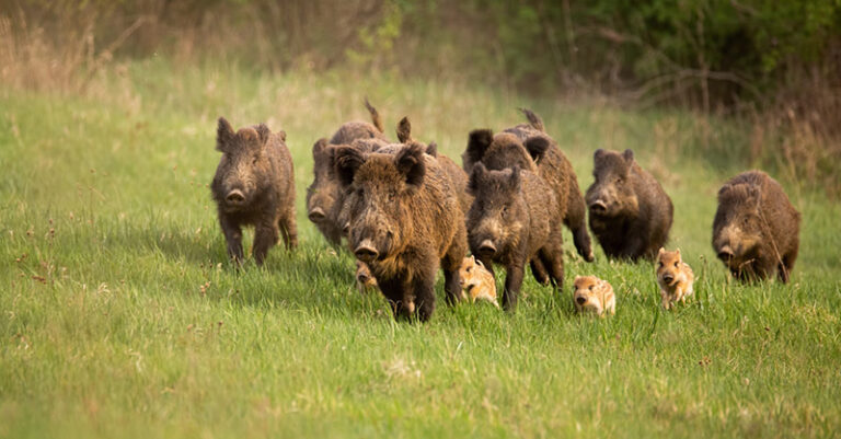 caccia-cinghiale FB