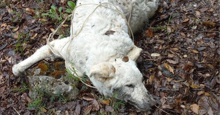 casalbuono cane avvelenato morto