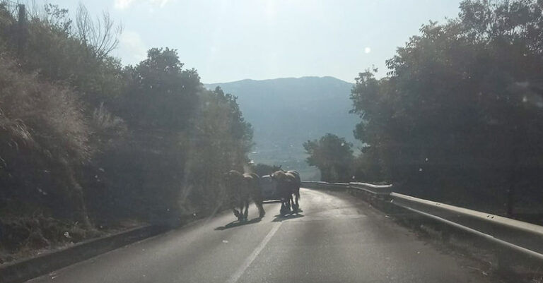 cavalli vaganti monte san giacomo