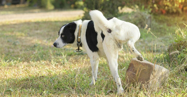 foto cane generica deiezione