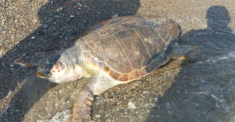 foto tartaruga morta litorale villammare