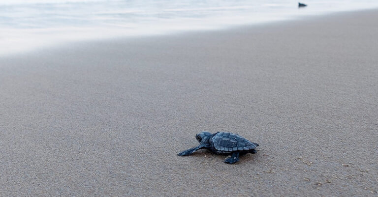 foto caretta caretta