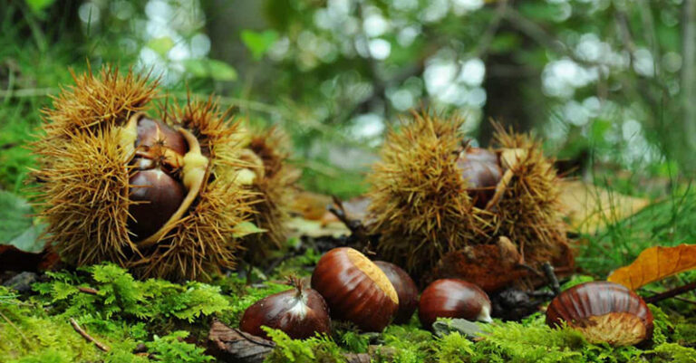 CASTAGNE