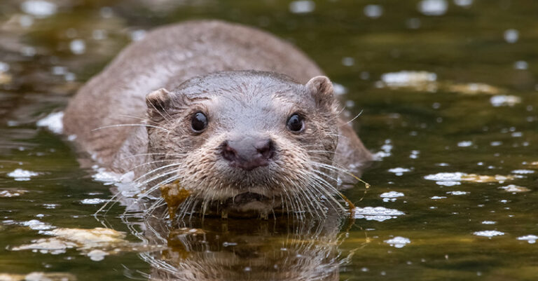 lontra-fiume calore- FB