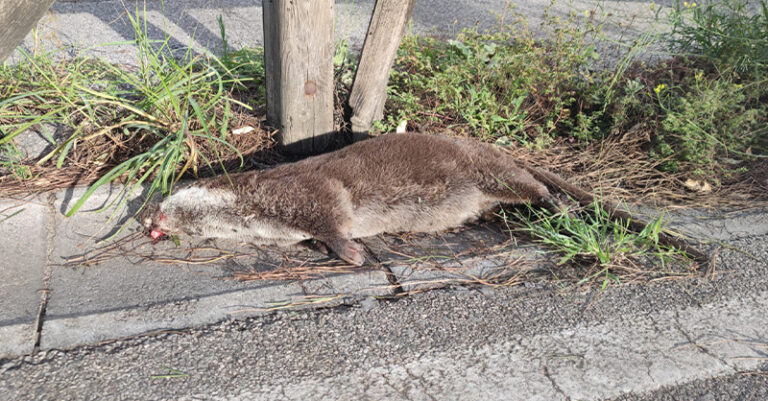 lontra morta capaccio paestum