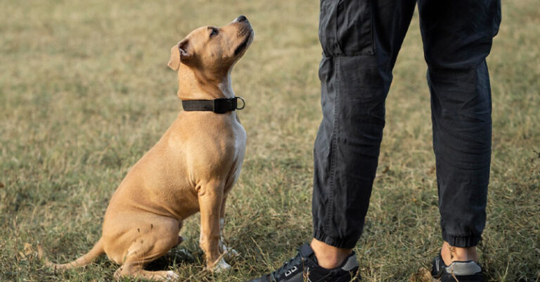 foto cane