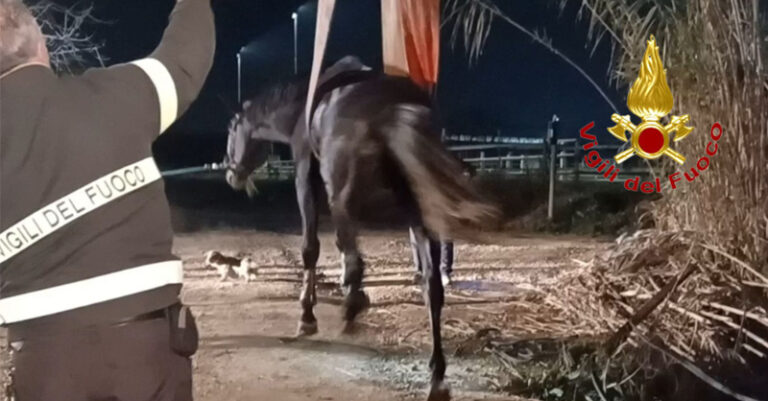 cavallo salvato a montecorvino pugliano fb