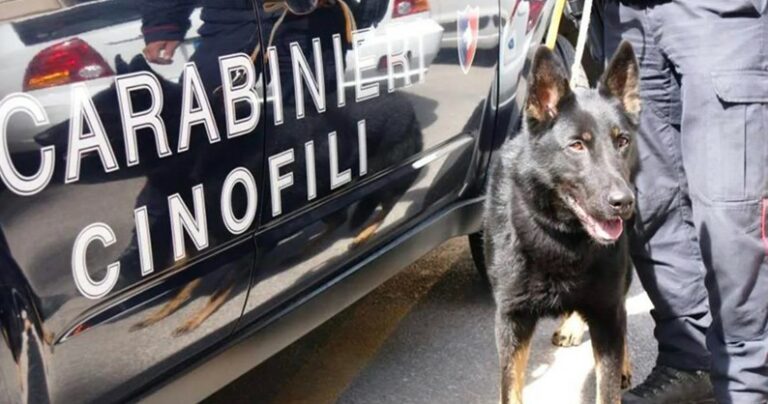 cani carabinieri