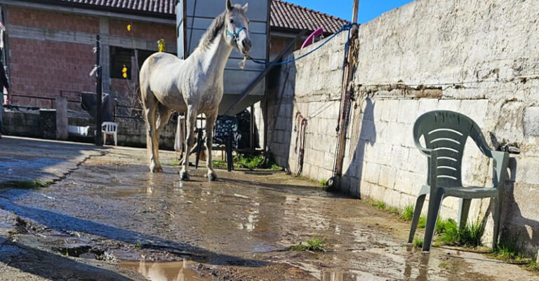 cavallo maneggio ascea guardia costiera fb