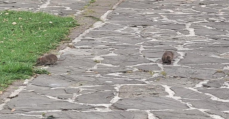 TOPI VILLA COMUNALE SASSANO FB