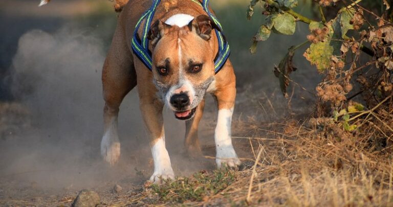 amstaff