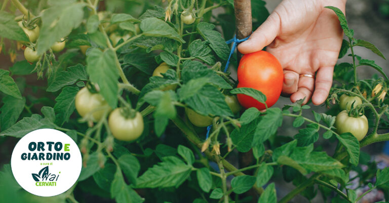 pianta pomodori freepik