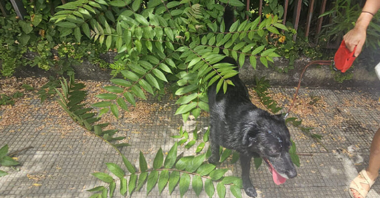 cane lasciato in auto eboli FB