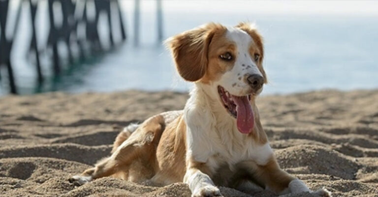 cane foto generica spiaggia