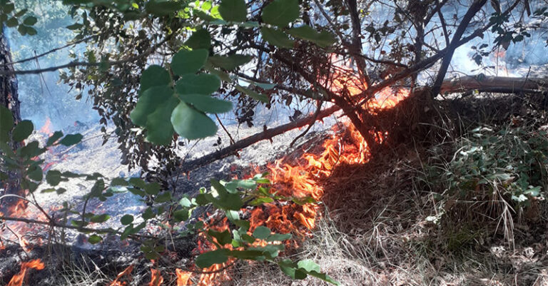 incendio montagna sala consilina 4 agosto FB